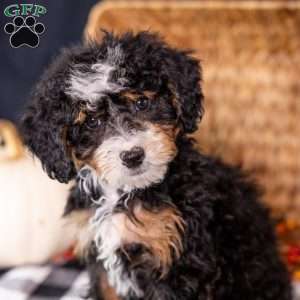 Zoey, Mini Bernedoodle Puppy